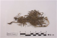 藏品(羽蘚屬)的圖片